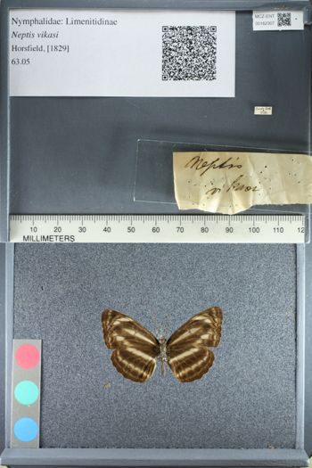 Media type: image;   Entomology 162307